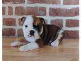 Bulldog Puppy for sale in Hagerstown, MD, USA