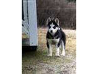 Siberian Husky Puppy for sale in Plummer, ID, USA