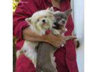 Chorkie Puppy for sale in Harrison, TN, USA
