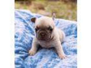 French Bulldog Puppy for sale in Pagosa Springs, CO, USA