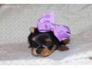 Yorkshire Terrier Puppy for sale in Loveland, CO, USA