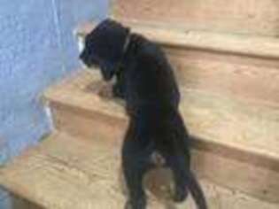 Rottweiler Puppy for sale in Ellenwood, GA, USA
