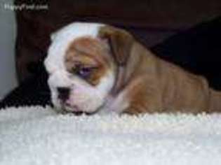 Bulldog Puppy for sale in Woodbridge, CT, USA