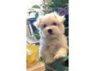 Maltese Puppy for sale in Albany, NY, USA