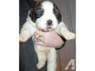 Saint Bernard Puppy for sale in THOMPSONVILLE, IL, USA