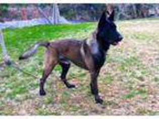 Belgian Malinois Puppy for sale in Victorville, CA, USA