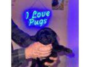 Pug Puppy for sale in Arlington, WA, USA