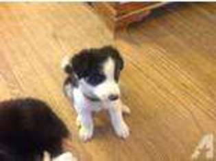 Border Collie Puppy for sale in ROCHESTER, NY, USA