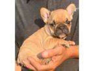 French Bulldog Puppy for sale in Morristown, AZ, USA