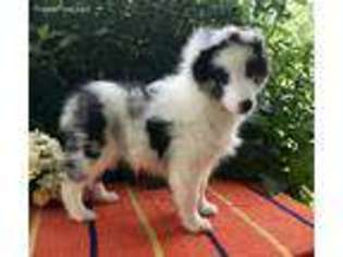Shetland Sheepdog Puppy for sale in Depauw, IN, USA