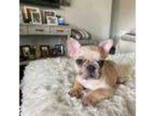 French Bulldog Puppy for sale in Brookshire, TX, USA