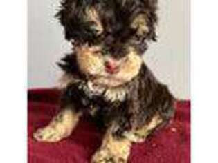 Mutt Puppy for sale in Mount Morris, MI, USA