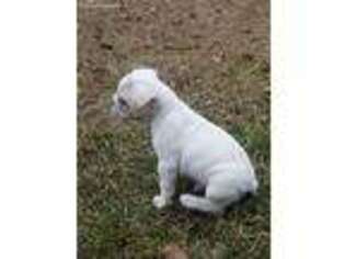 French Bulldog Puppy for sale in Alapaha, GA, USA