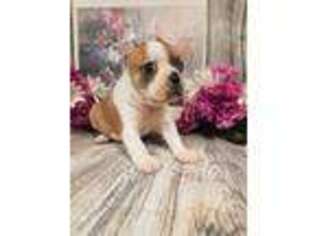 Boston Terrier Puppy for sale in Clay City, KY, USA