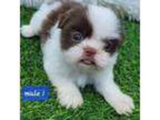 Mutt Puppy for sale in Johnston, RI, USA