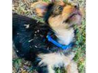 Yorkshire Terrier Puppy for sale in Anderson, CA, USA