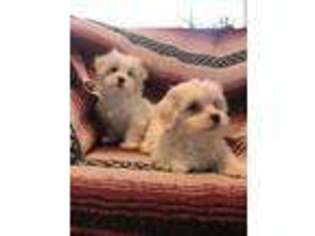 Maltese Puppy for sale in Loyal, WI, USA