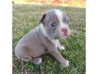 Boston Terrier Puppy for sale in Riverhead, NY, USA