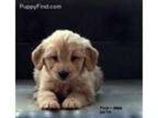 Goldendoodle Puppy for sale in Coatesville, PA, USA