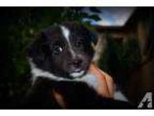 Shetland Sheepdog Puppy for sale in TRACY, CA, USA