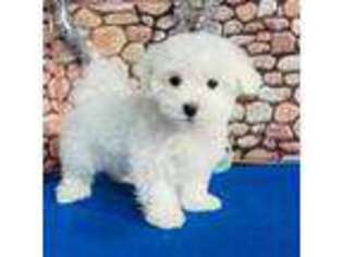 Maltese Puppy for sale in West New York, NJ, USA