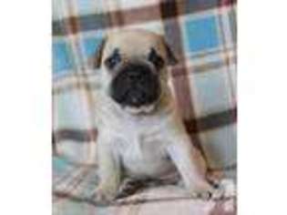 French Bulldog Puppy for sale in WAYLAND, MI, USA
