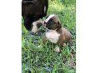 Boxer Puppy for sale in Free Union, VA, USA