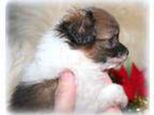 Papillon Puppy for sale in Dorset, OH, USA