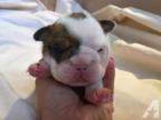 Bulldog Puppy for sale in Lake Worth, FL, USA