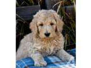 Mutt Puppy for sale in WILDOMAR, CA, USA