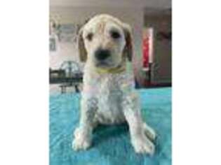 Goldendoodle Puppy for sale in Berryville, AR, USA