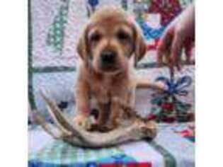 Labrador Retriever Puppy for sale in Buffalo, NY, USA