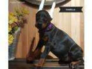 Doberman Pinscher Puppy for sale in Paradise, PA, USA