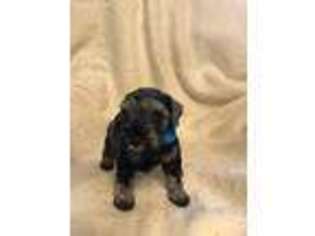 Mutt Puppy for sale in Grandview, MO, USA