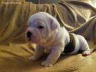 Olde English Bulldogge Puppy for sale in Jackson, MN, USA