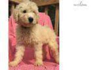 Labradoodle Puppy for sale in Minneapolis, MN, USA