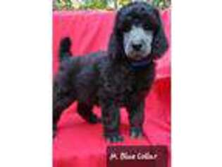 Mutt Puppy for sale in Shelby, AL, USA