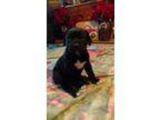 Cane Corso Puppy for sale in Macomb, MO, USA