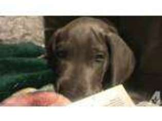 Great Dane Puppy for sale in BANDON, OR, USA