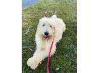 Goldendoodle Puppy for sale in Marion, VA, USA