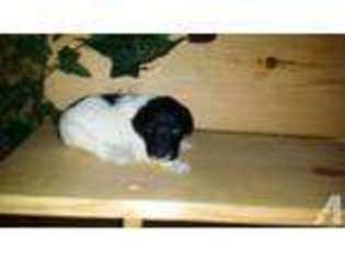 Mutt Puppy for sale in WESTON, OR, USA