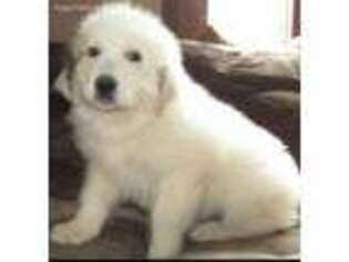 Great Pyrenees Puppy for sale in Powhatan, VA, USA