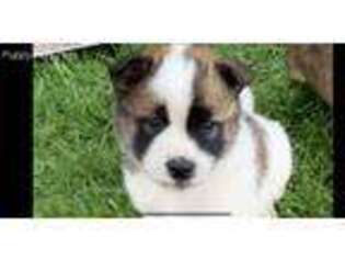 Akita Puppy for sale in Riverton, UT, USA