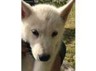 Siberian Husky Puppy for sale in Burlington, WA, USA