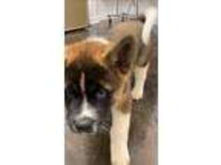 Akita Puppy for sale in Martinsburg, WV, USA