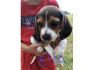 Beagle Puppy for sale in Athens, GA, USA