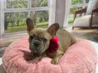 French Bulldog Puppy for sale in Larned, KS, USA