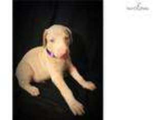Doberman Pinscher Puppy for sale in Louisville, KY, USA