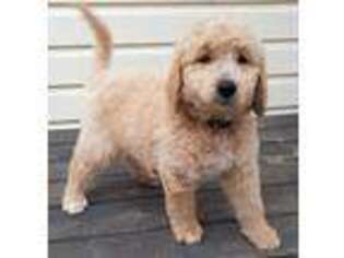 Goldendoodle Puppy for sale in Saluda, SC, USA