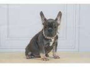 French Bulldog Puppy for sale in Bristol, IN, USA